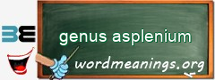 WordMeaning blackboard for genus asplenium